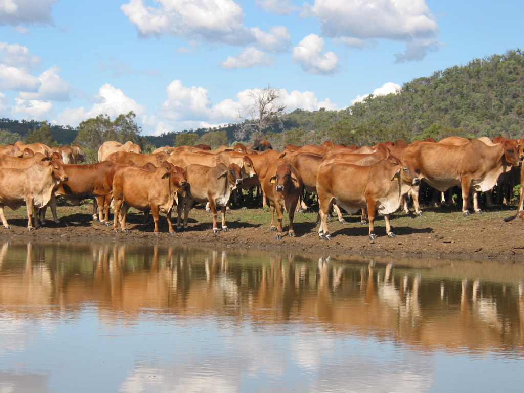 cattle by water
