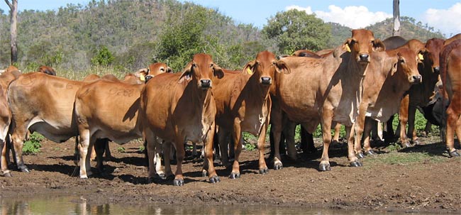 Fine grass raised cattle at CBV