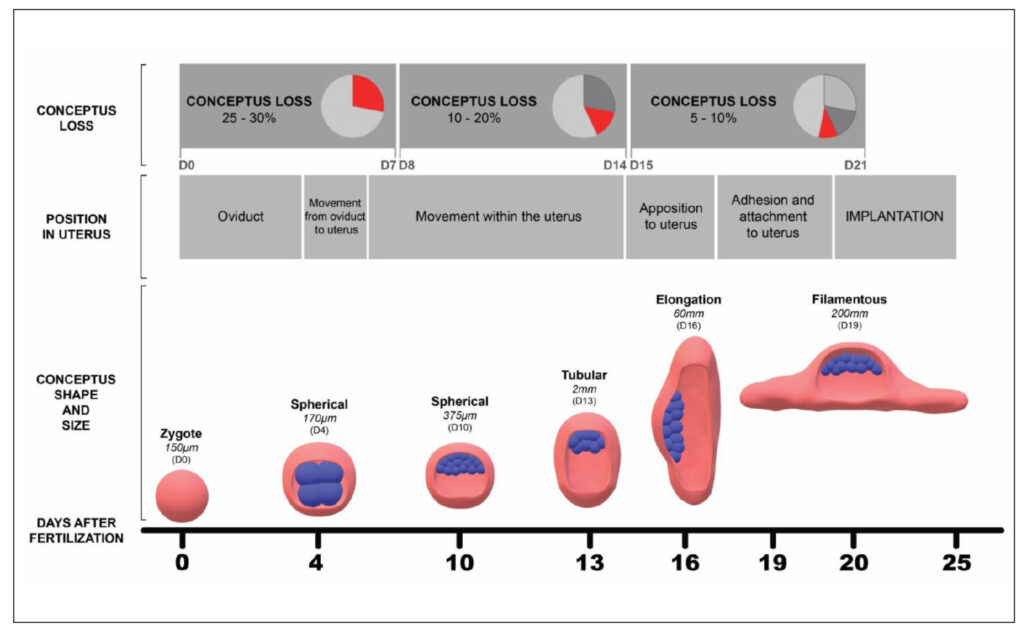 Fertilisation rates