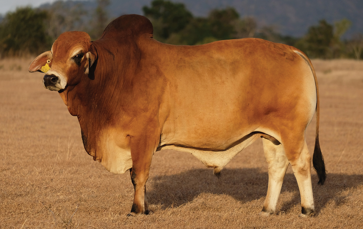 CBV bull stock